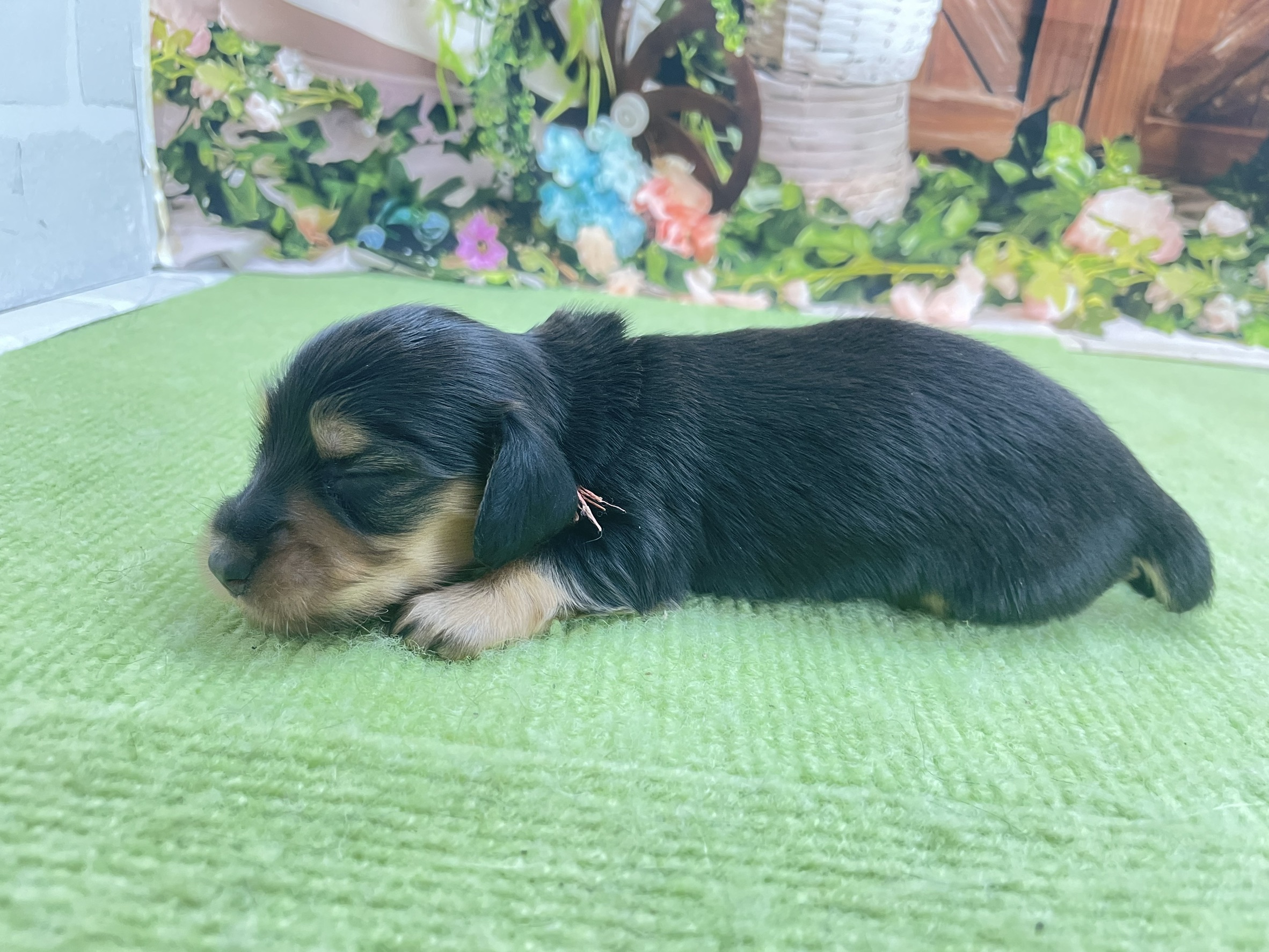 赤ちゃん写真1-2