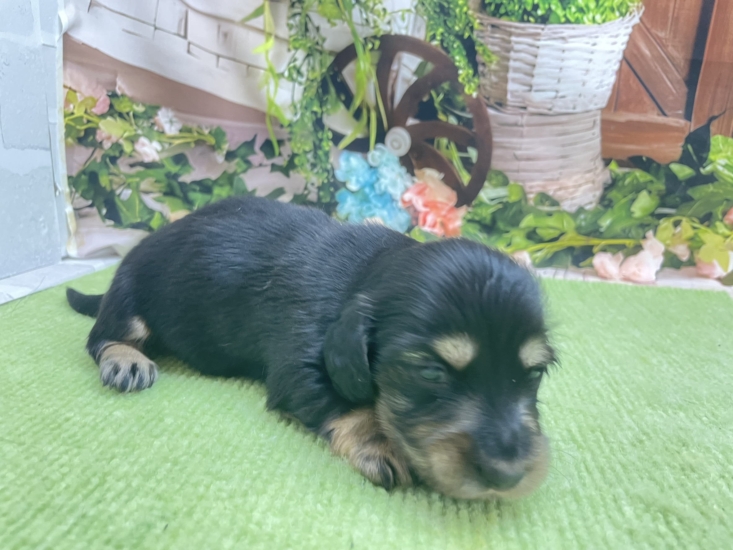 赤ちゃん写真1-2