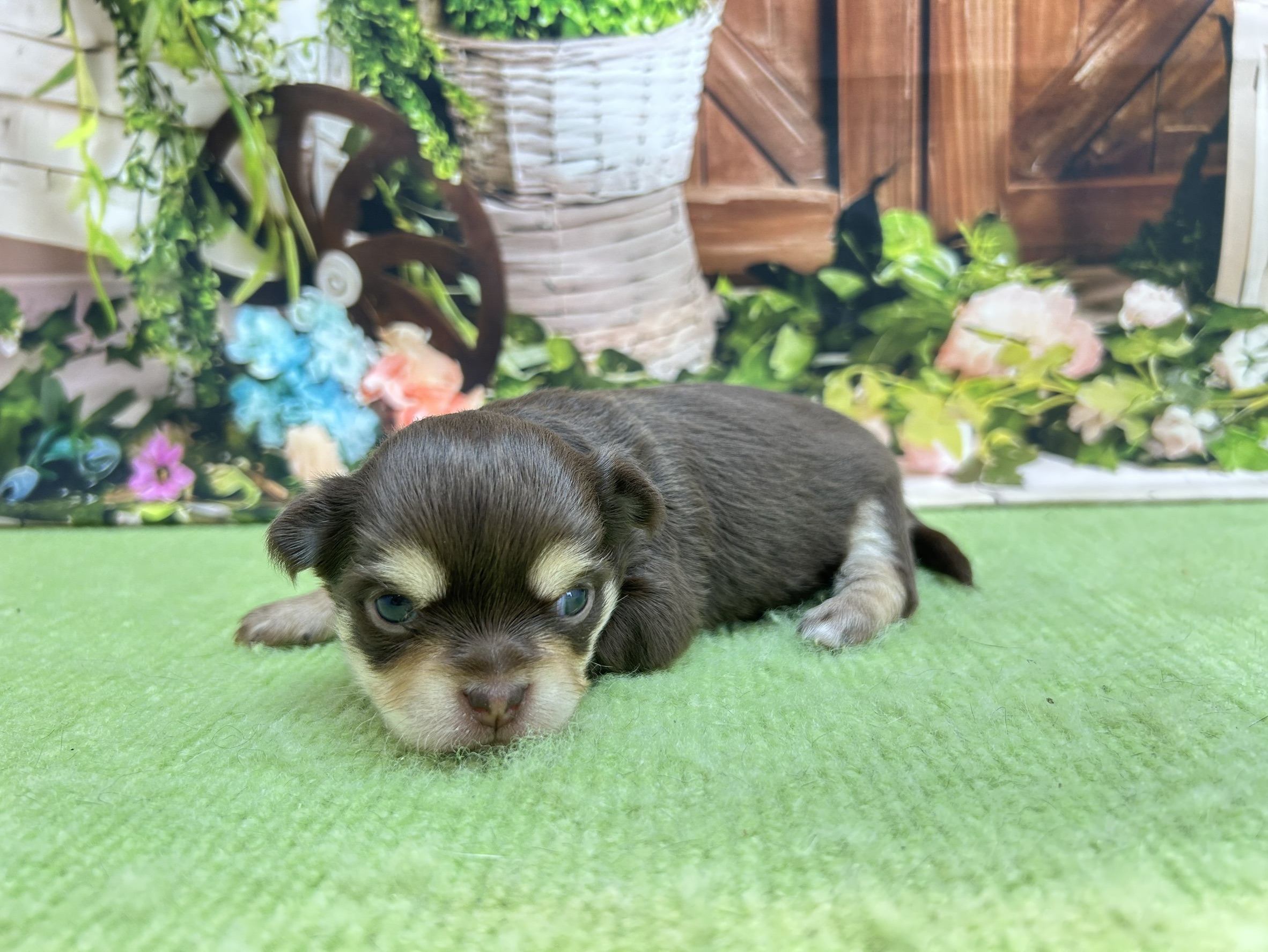 赤ちゃん写真1-2