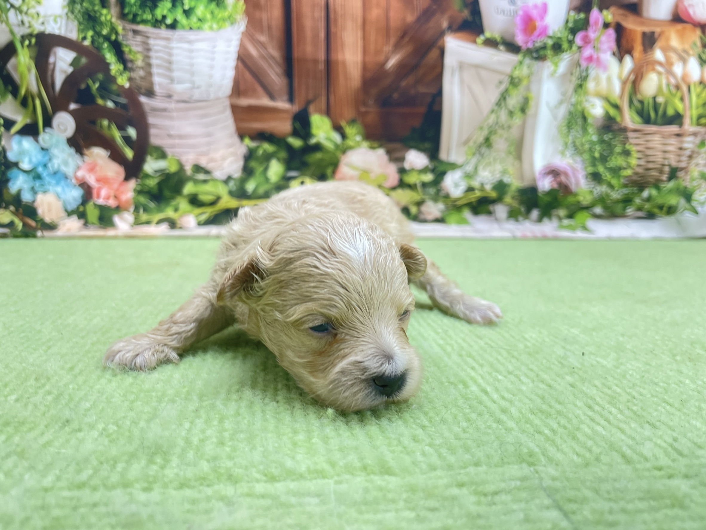 赤ちゃん写真1-1
