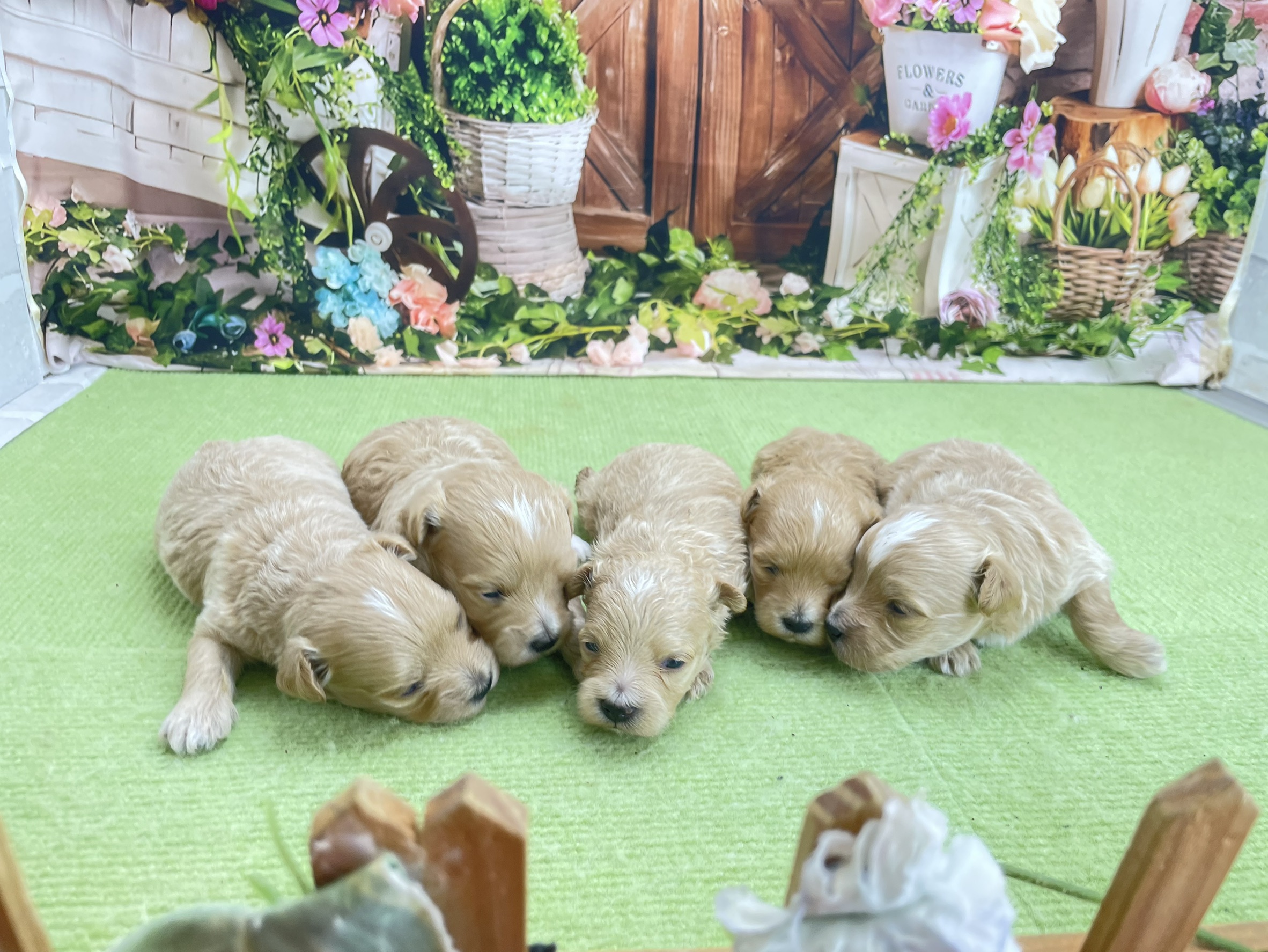 赤ちゃん写真1-3