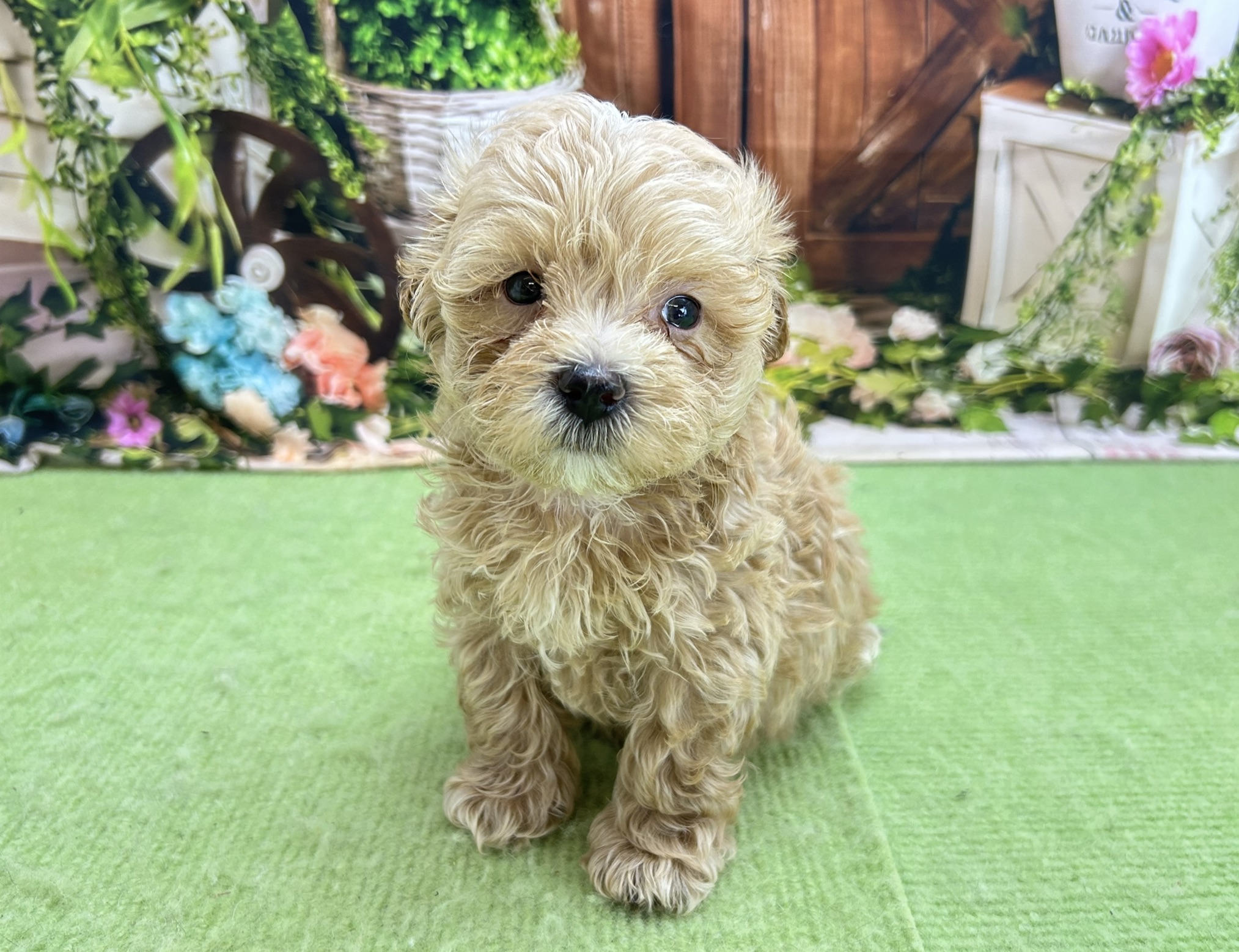 赤ちゃん写真2-1