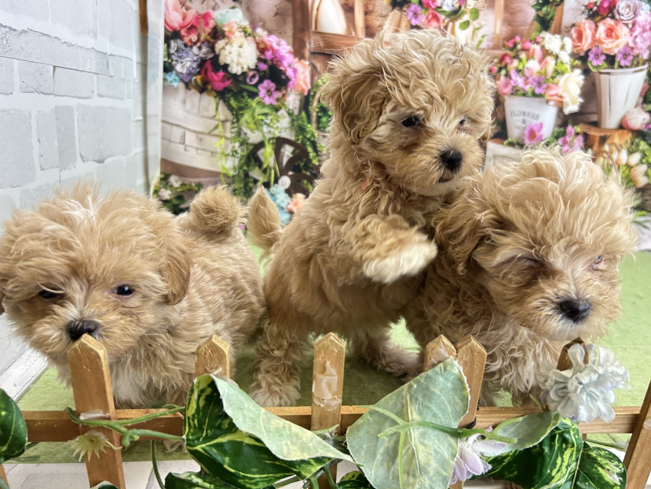赤ちゃん写真2-3