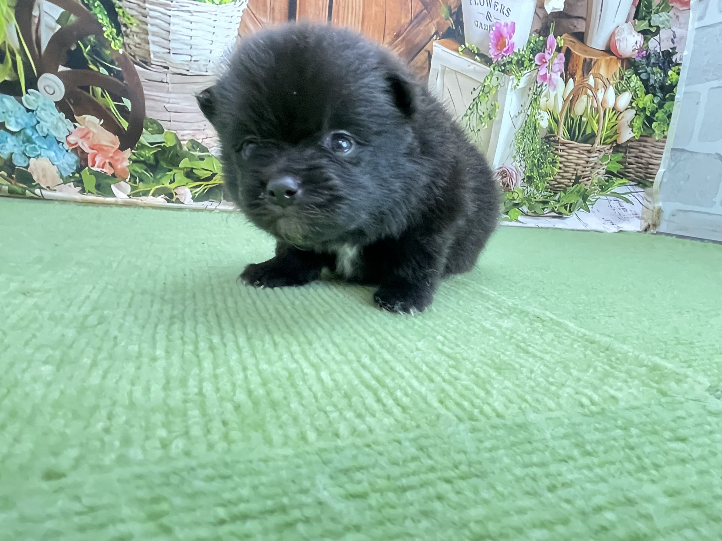 赤ちゃん写真1-1