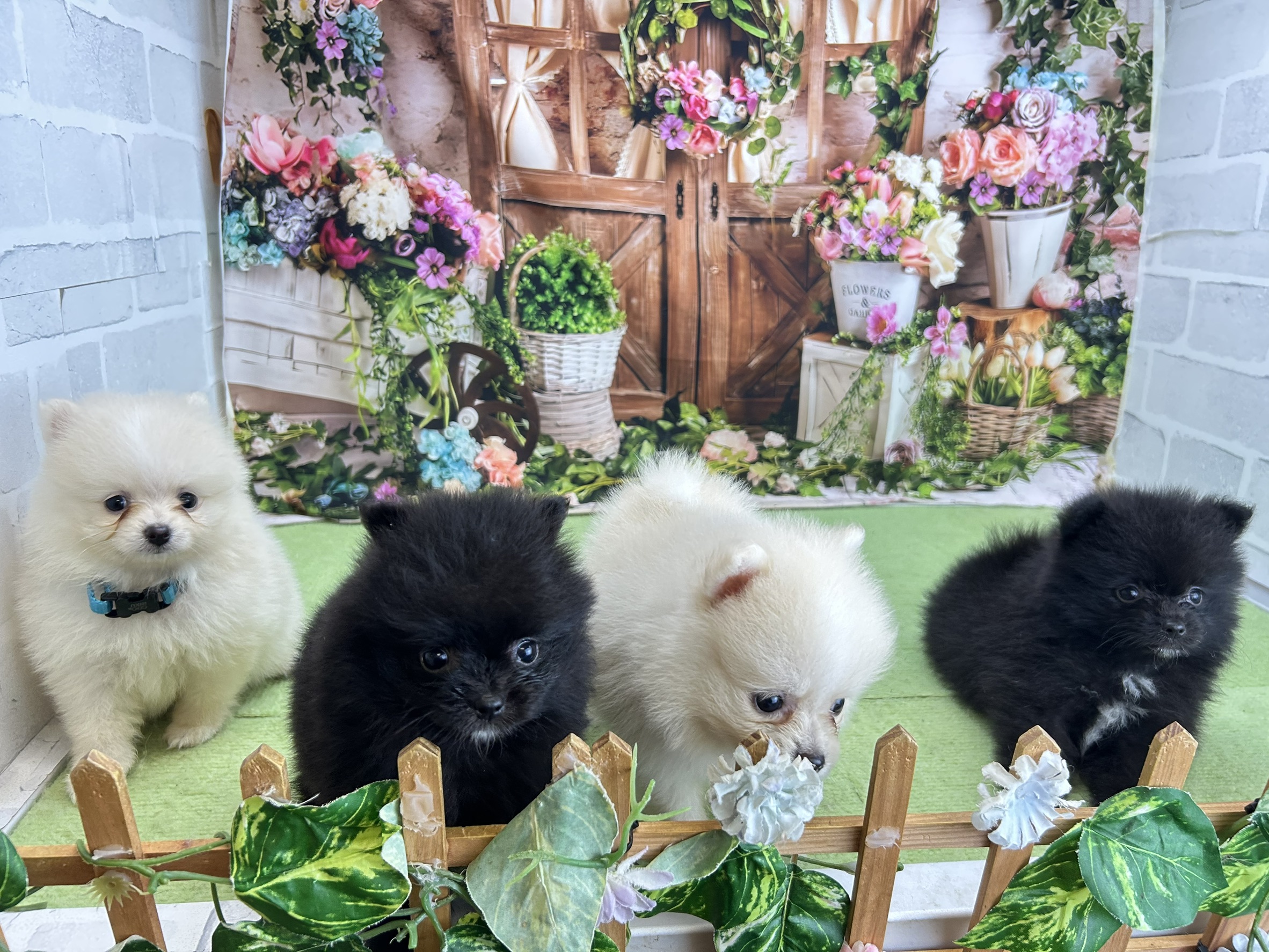 赤ちゃん写真2-3