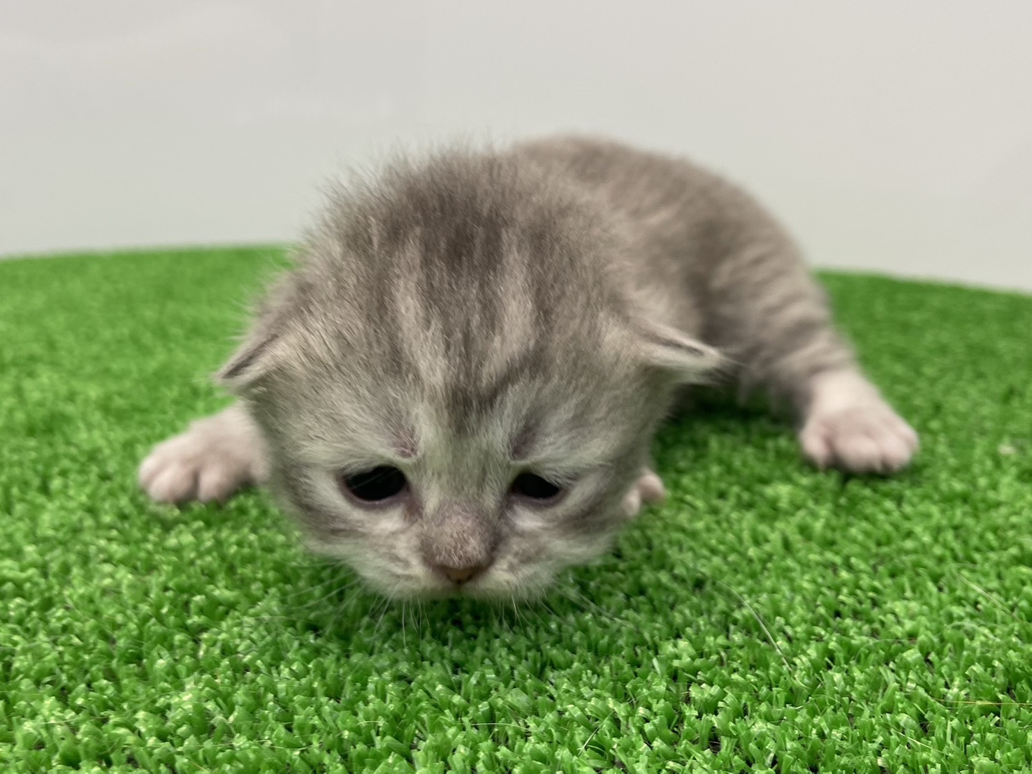 赤ちゃん写真1-1