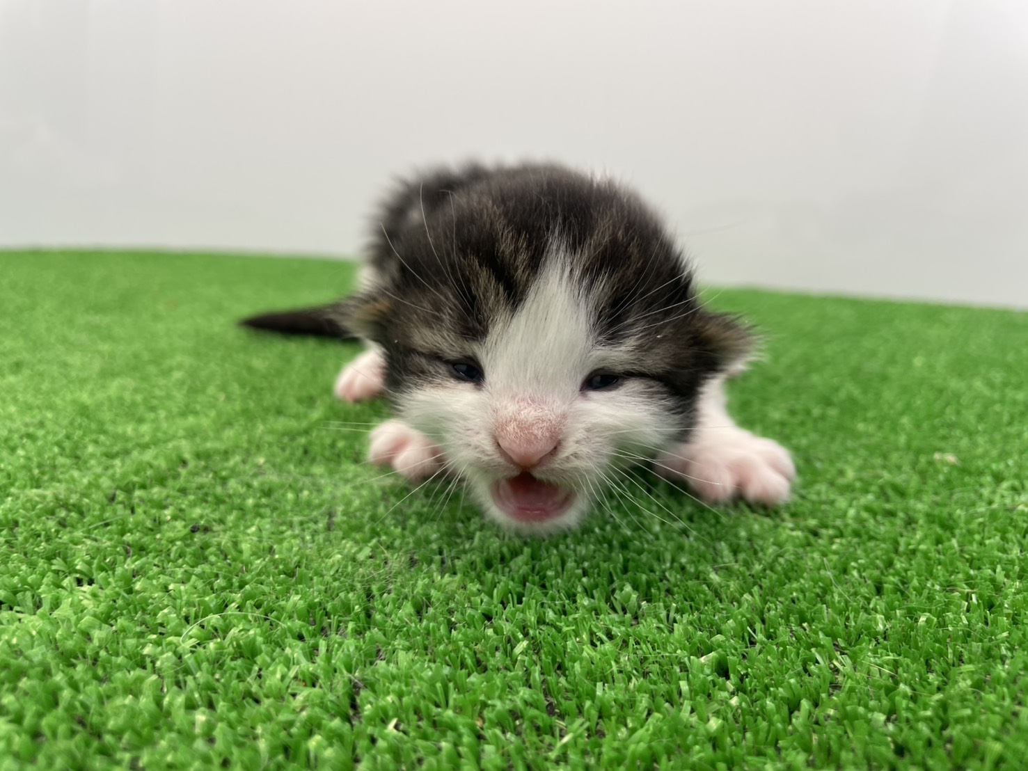 赤ちゃん写真1-1