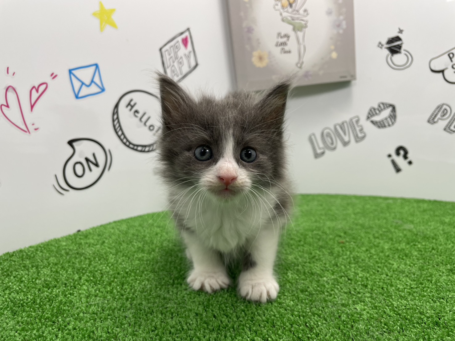 ノルウェージャン・フォレストキャット