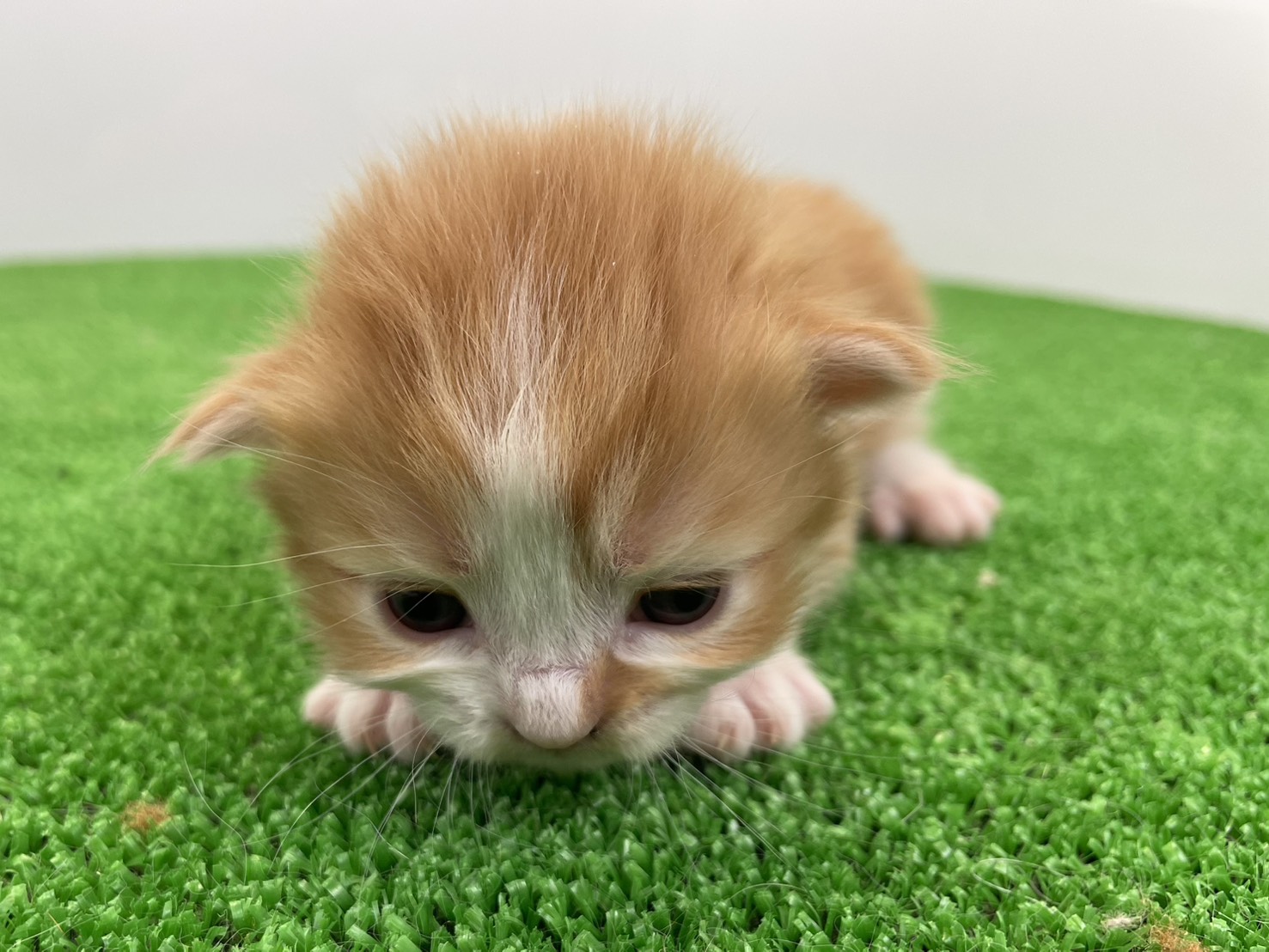 赤ちゃん写真1-1