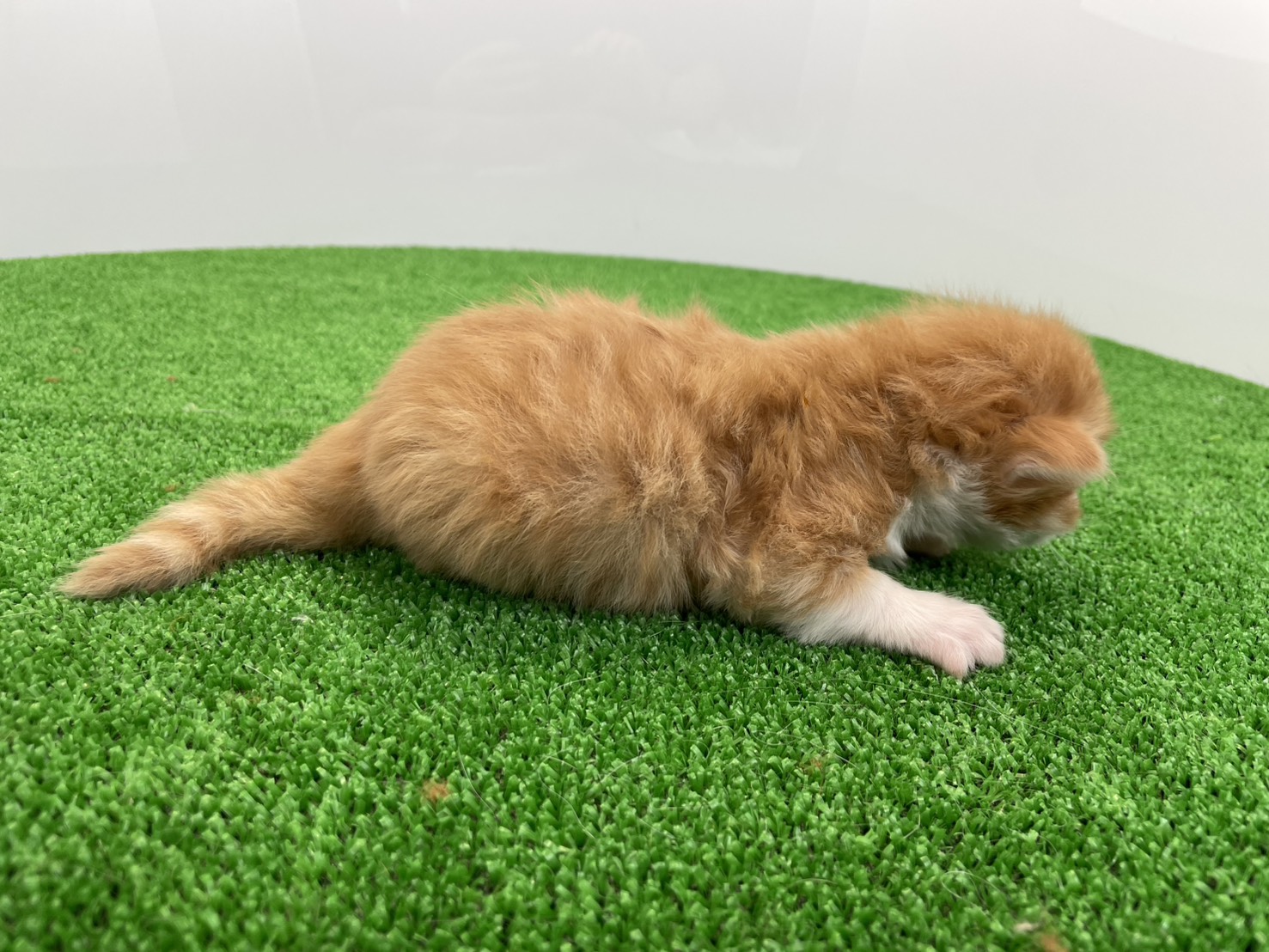 赤ちゃん写真1-2