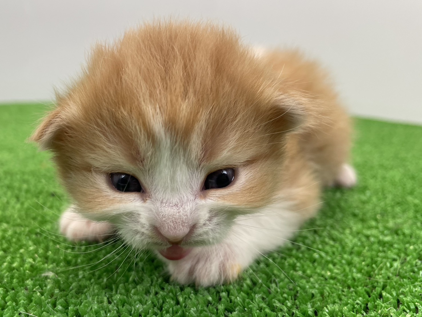 赤ちゃん写真1-1