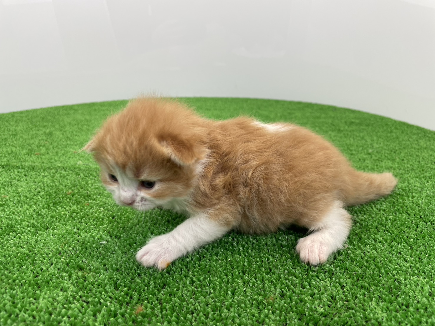 赤ちゃん写真1-2