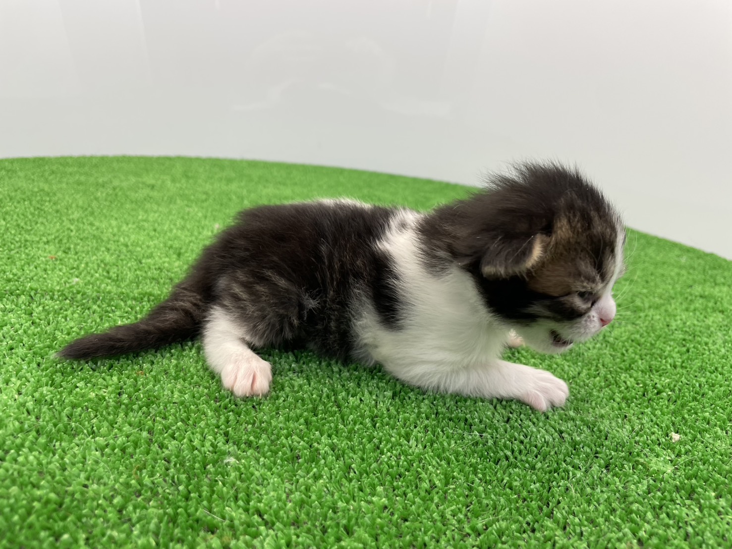 赤ちゃん写真1-2