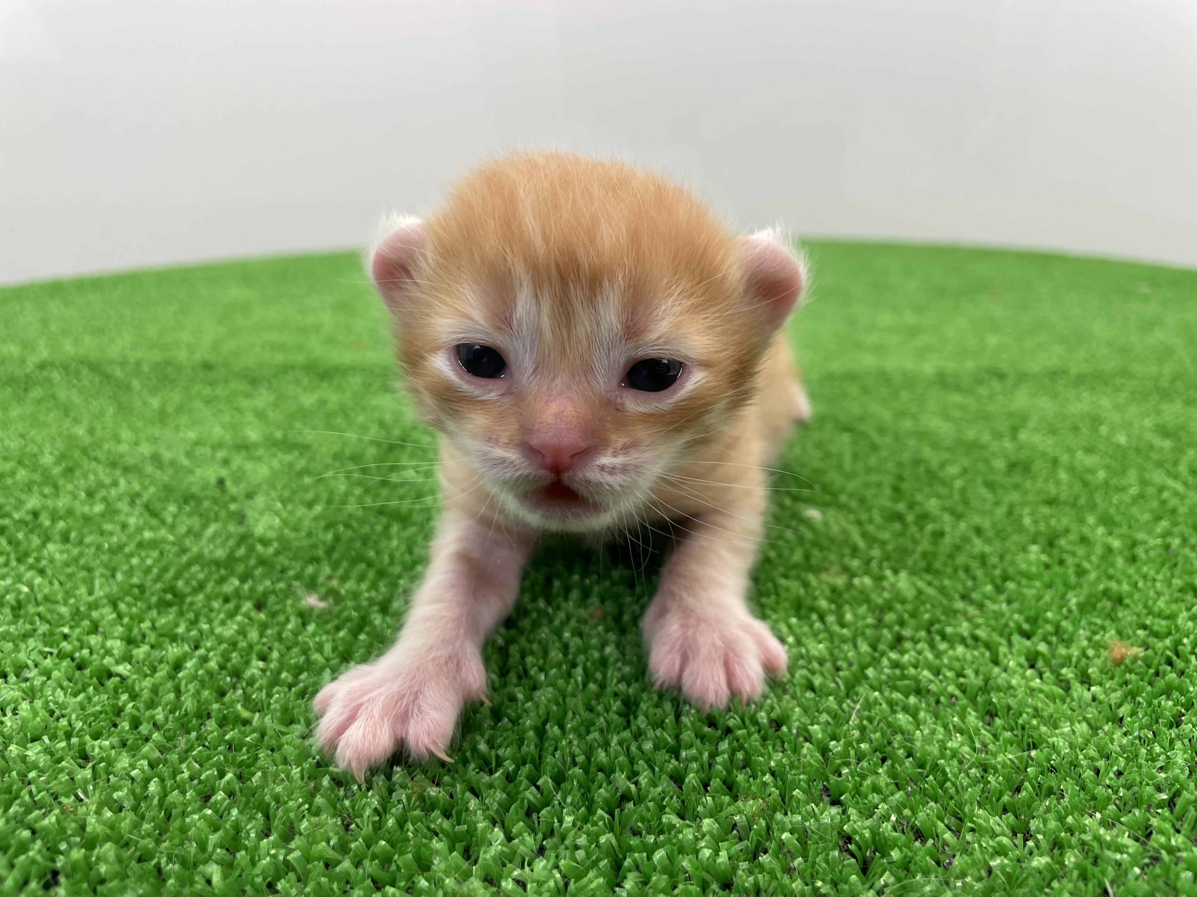 赤ちゃん写真1-1