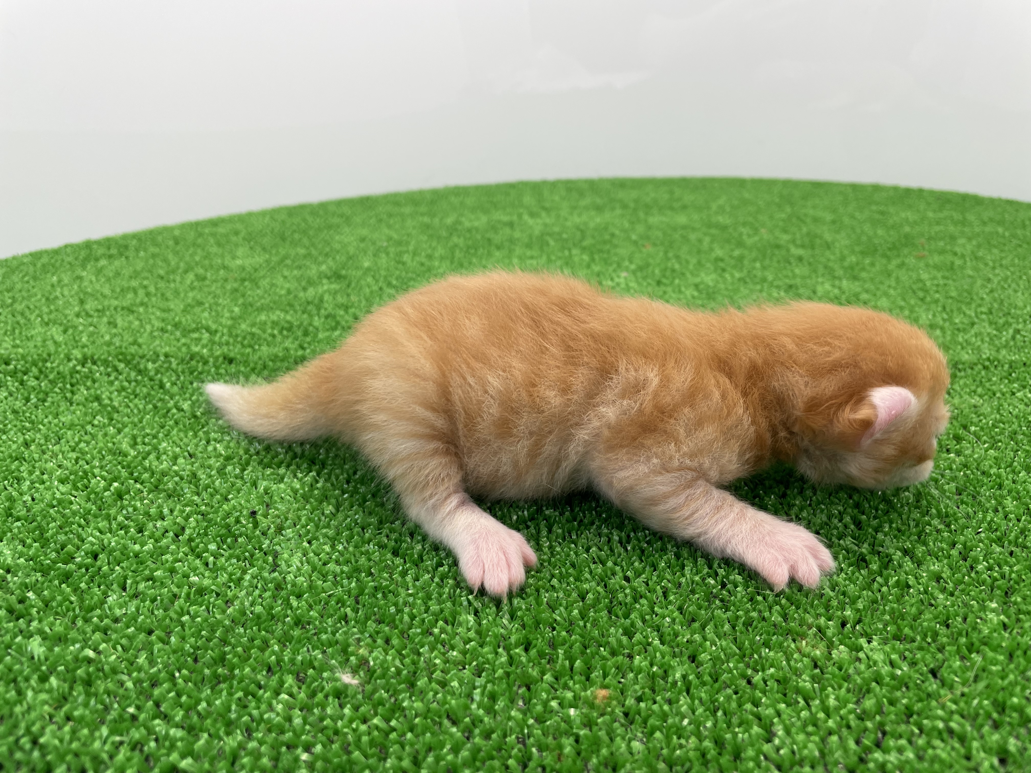 赤ちゃん写真1-2