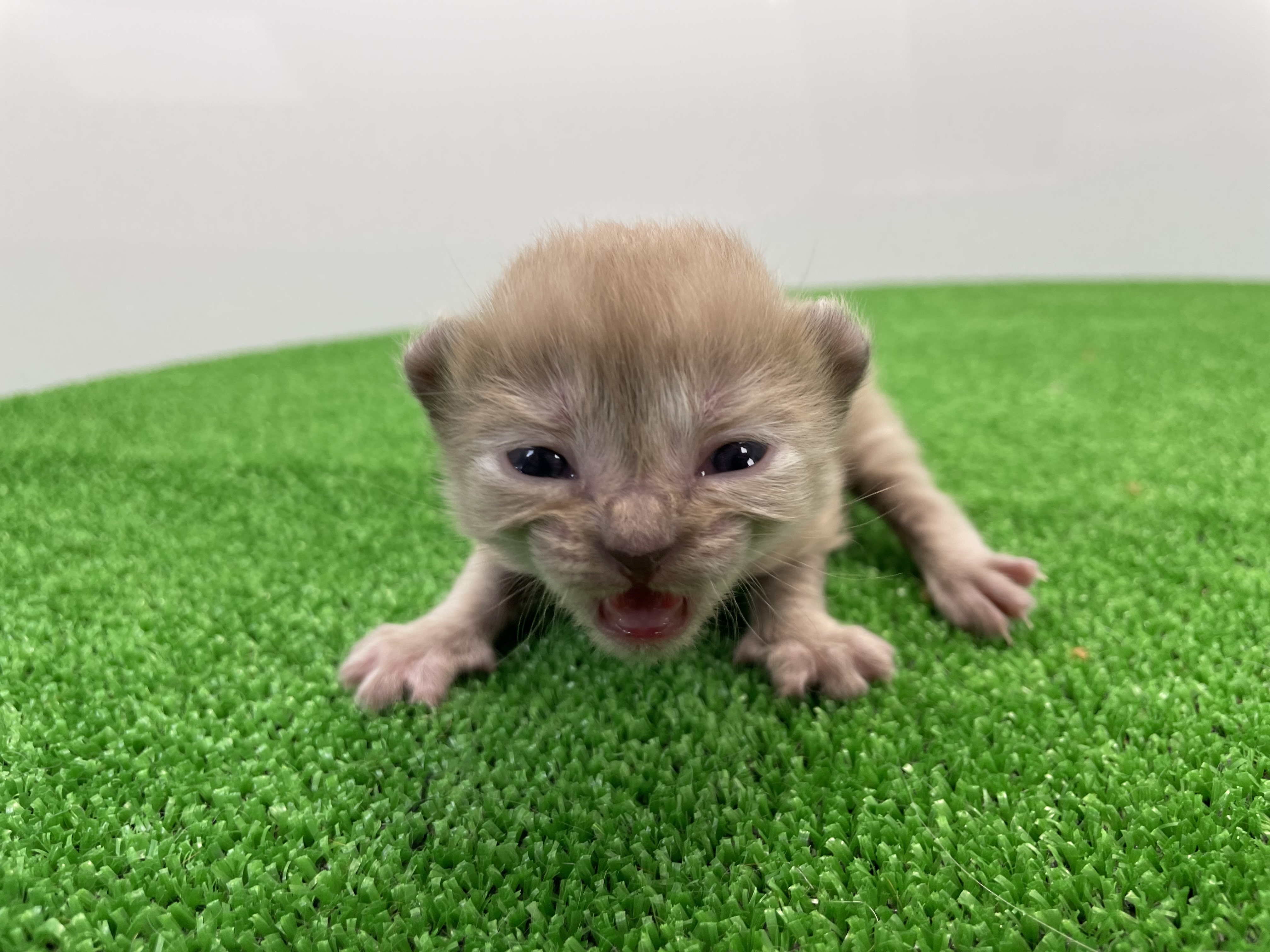 赤ちゃん写真1-1