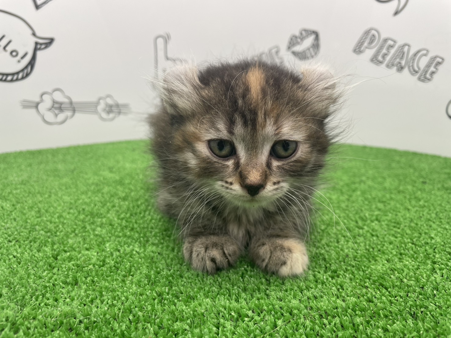 赤ちゃん写真3-1