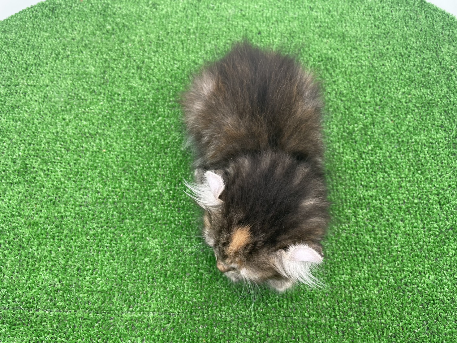 赤ちゃん写真3-3
