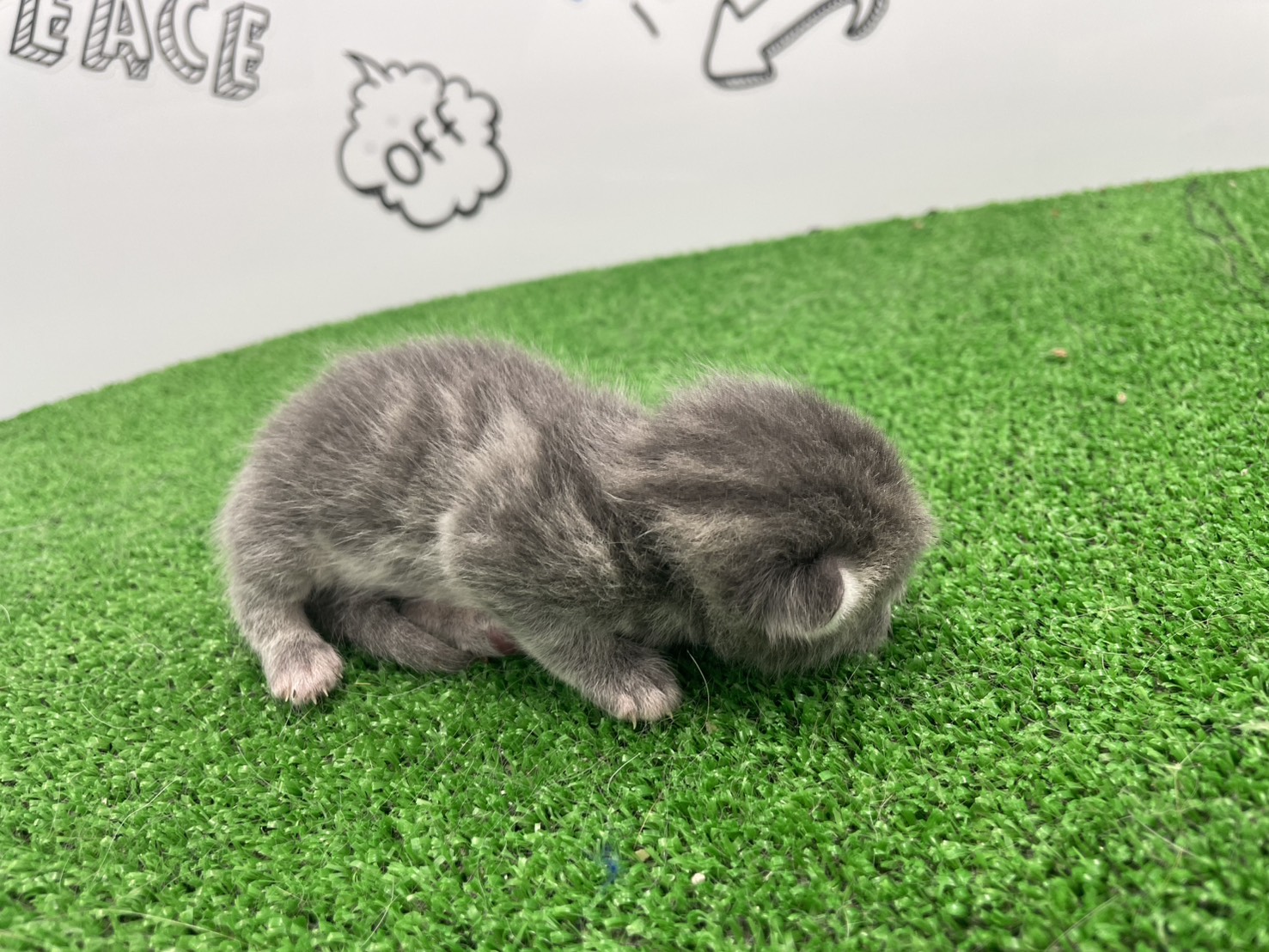 赤ちゃん写真1-2