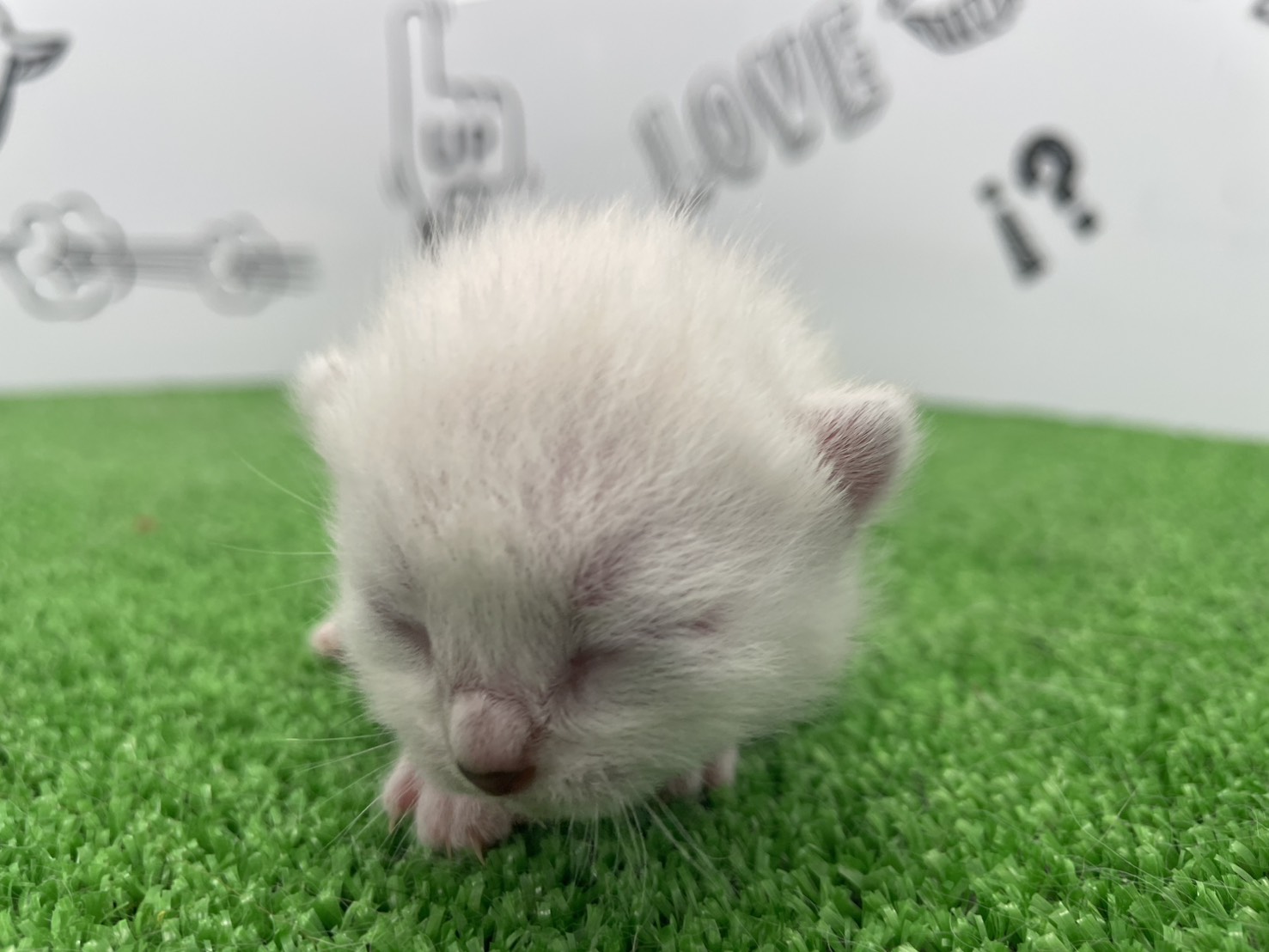 赤ちゃん写真1-1