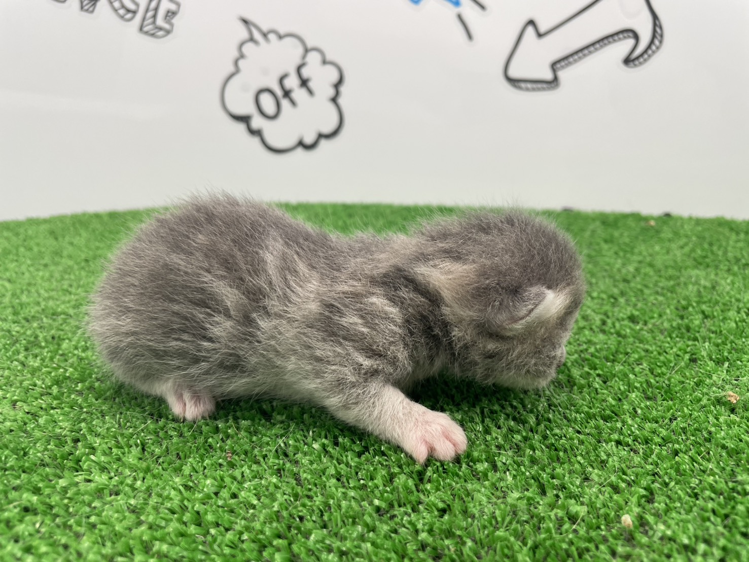 赤ちゃん写真1-2