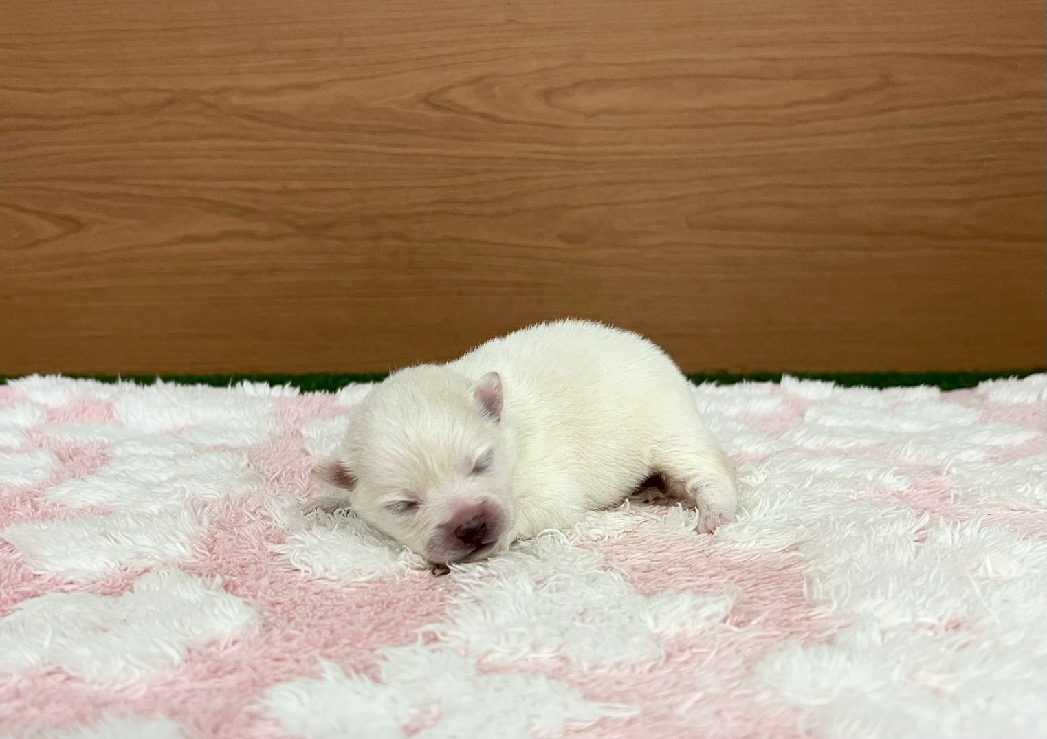 ポメラニアン