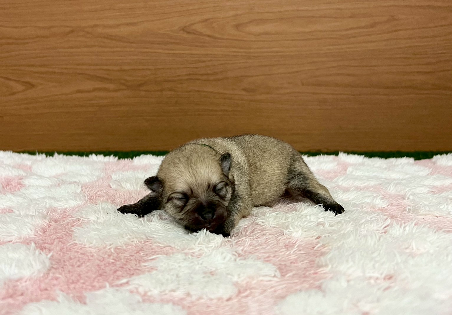 赤ちゃん写真1-1