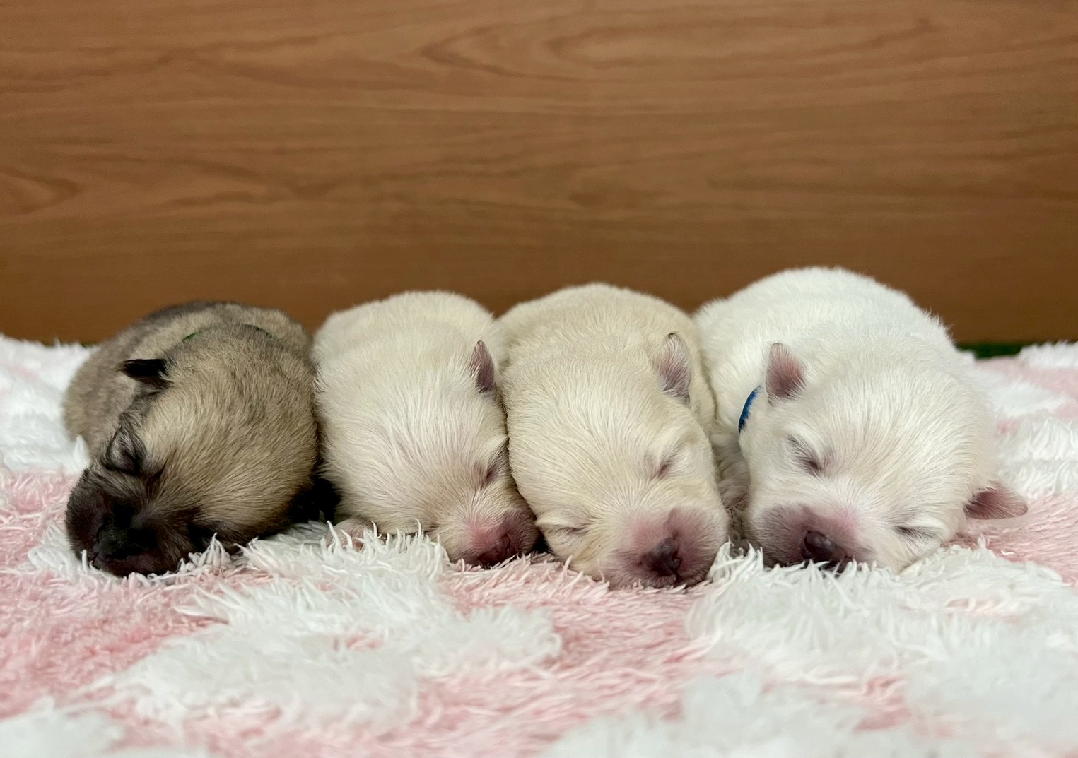赤ちゃん写真1-3
