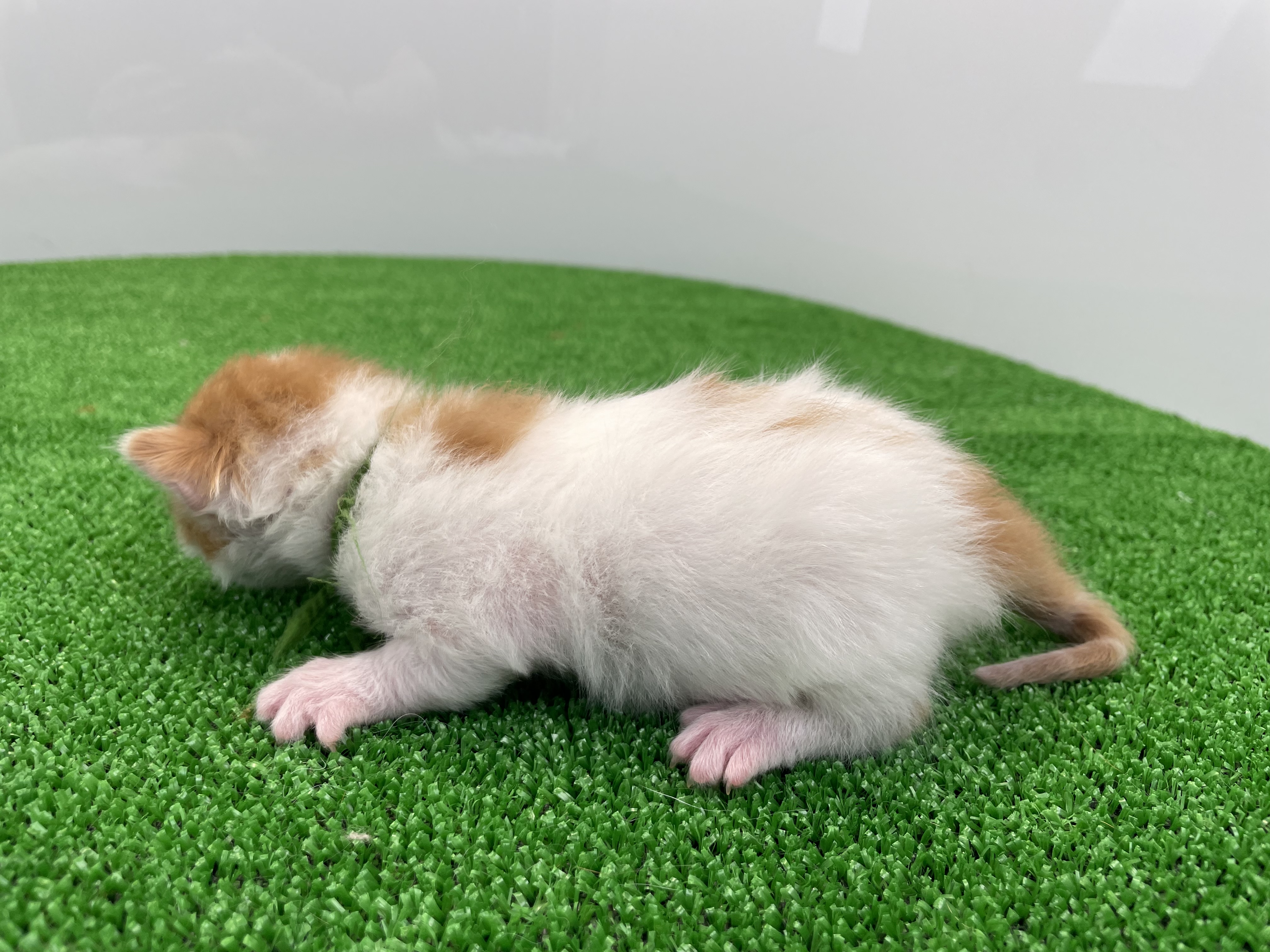 赤ちゃん写真1-2