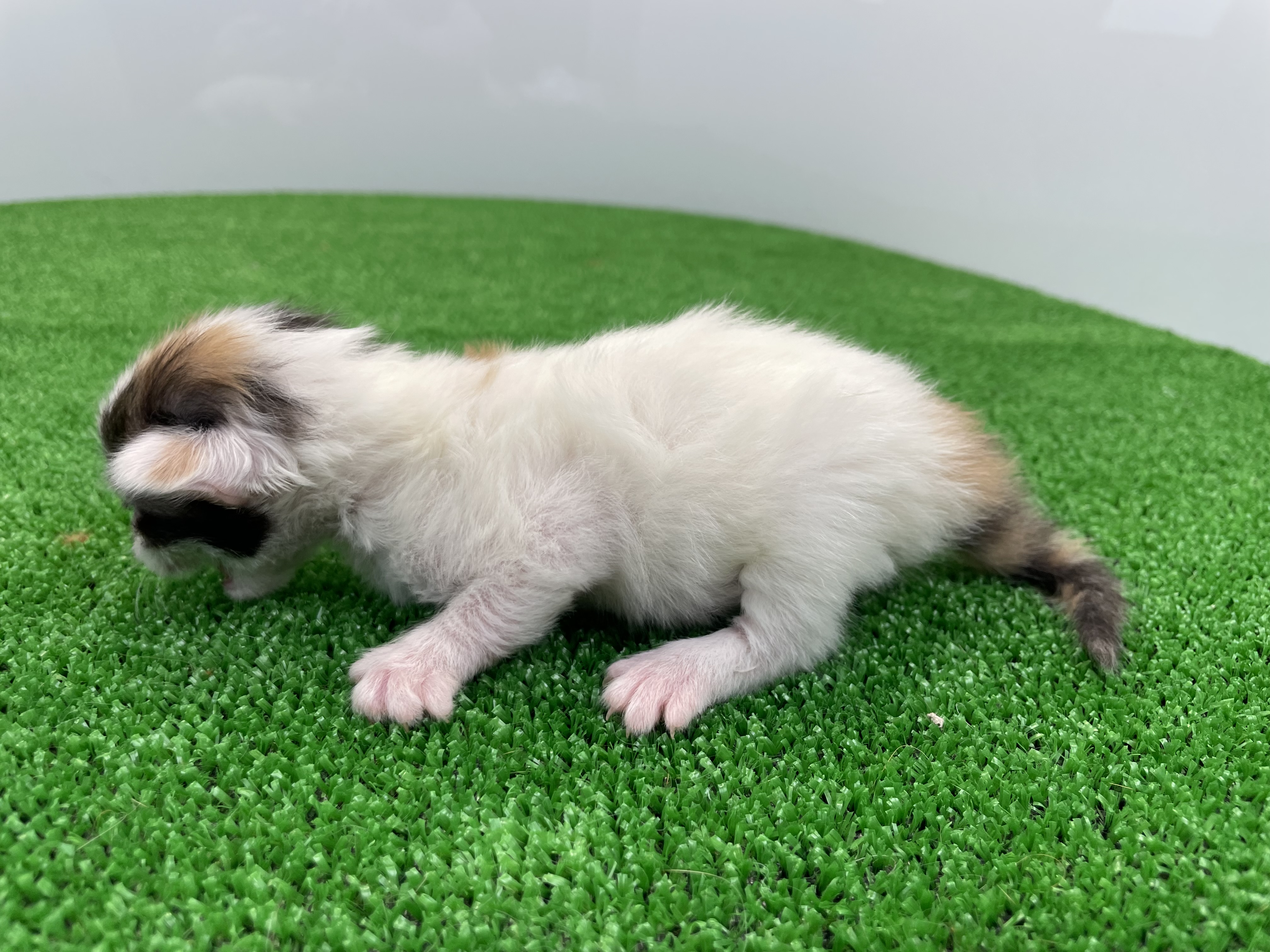 赤ちゃん写真1-2
