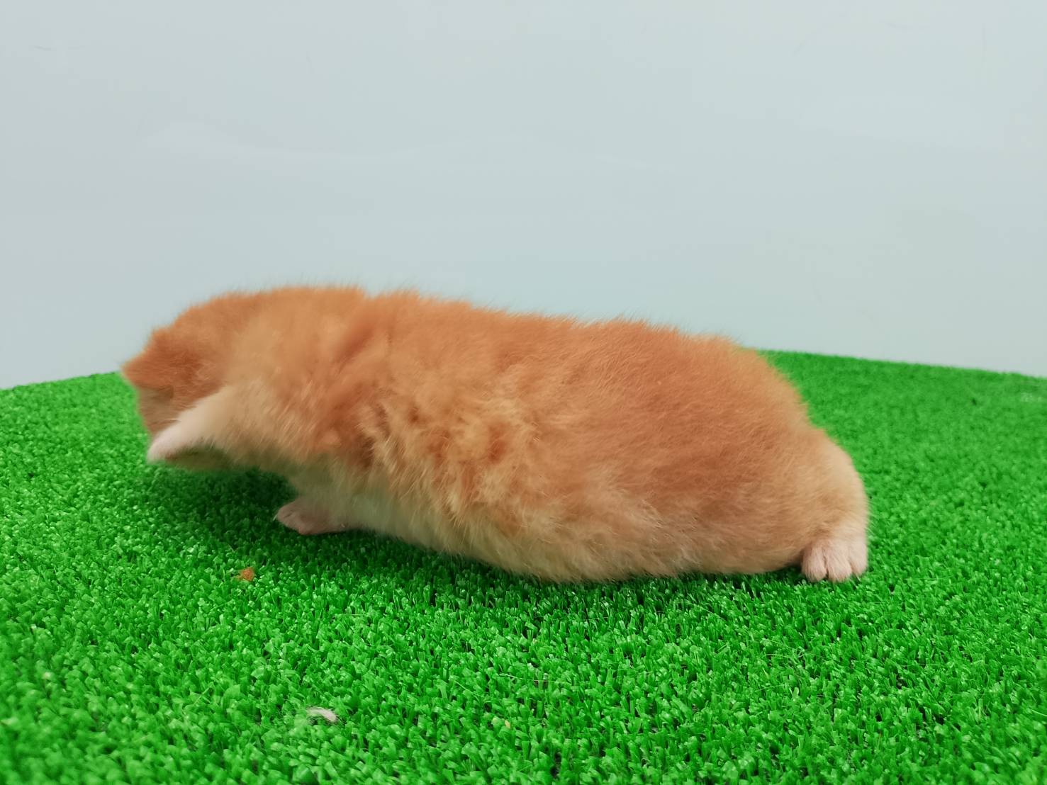 赤ちゃん写真1-2