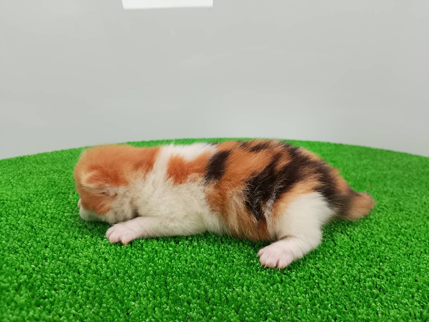 赤ちゃん写真1-2
