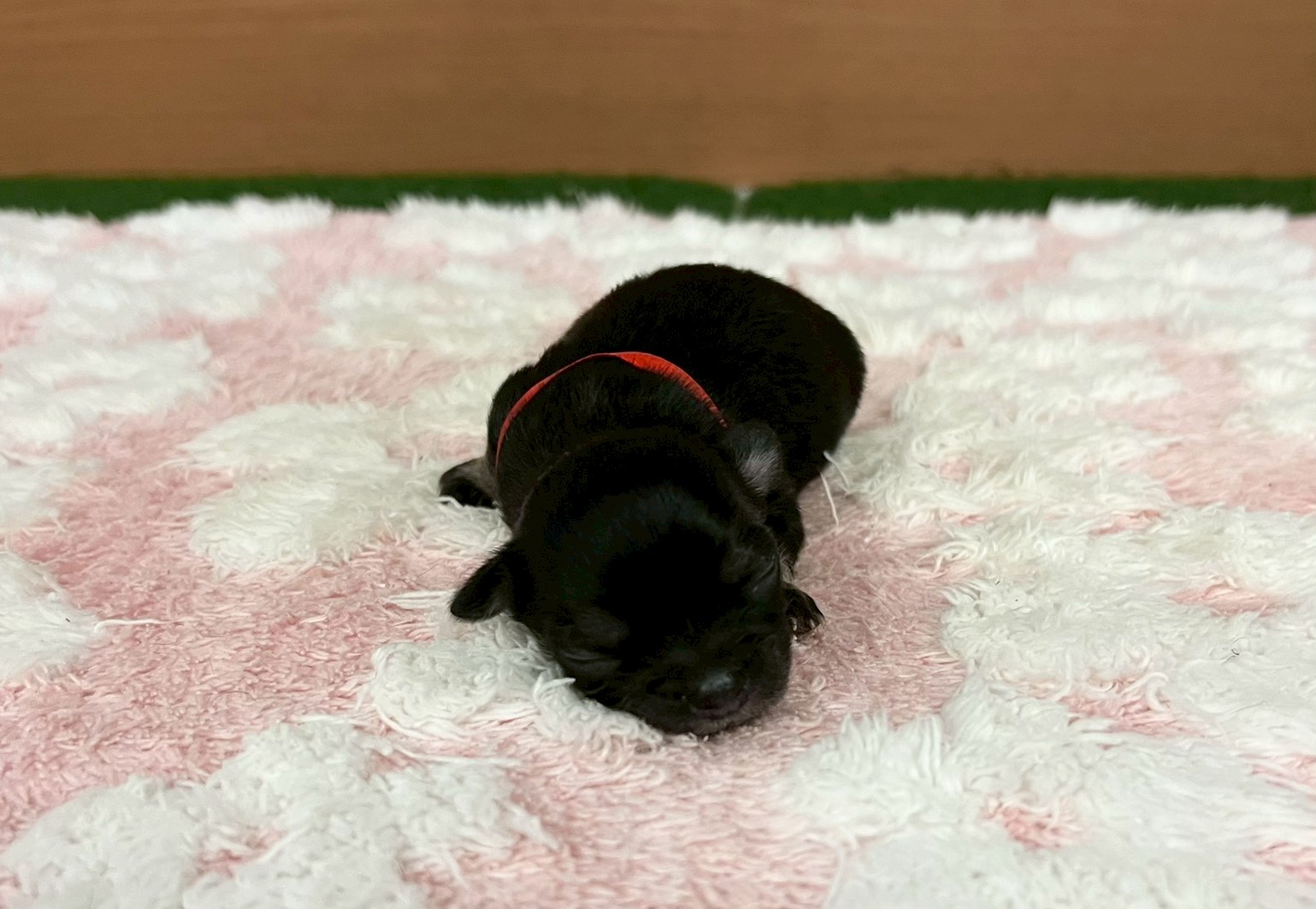 赤ちゃん写真1-1