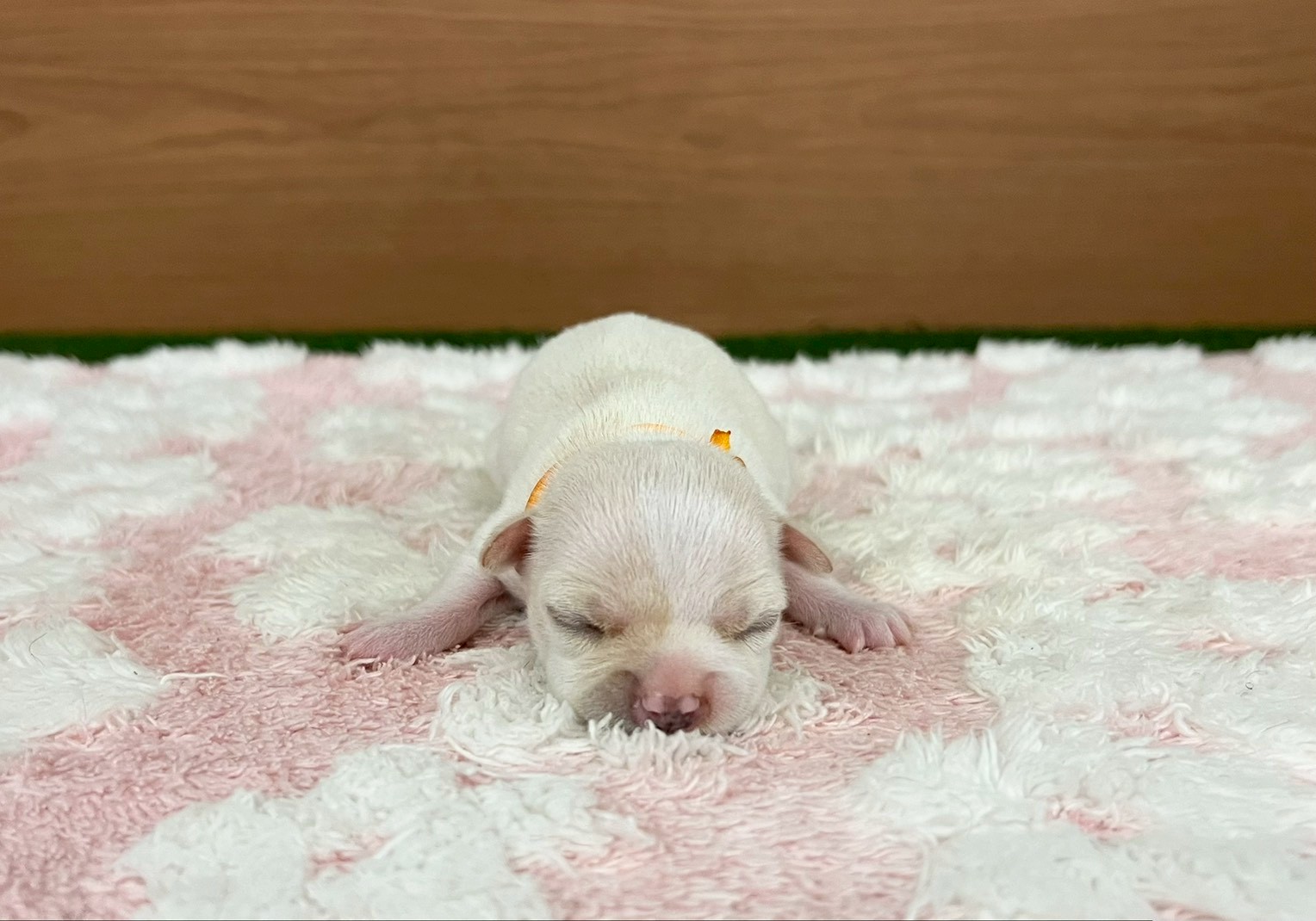 赤ちゃん写真1-1