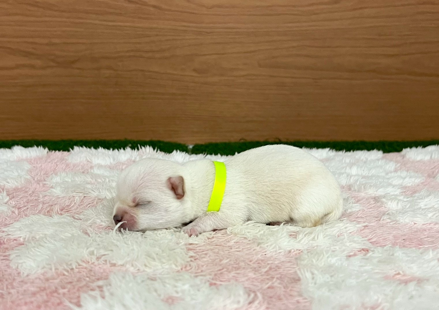 赤ちゃん写真1-2