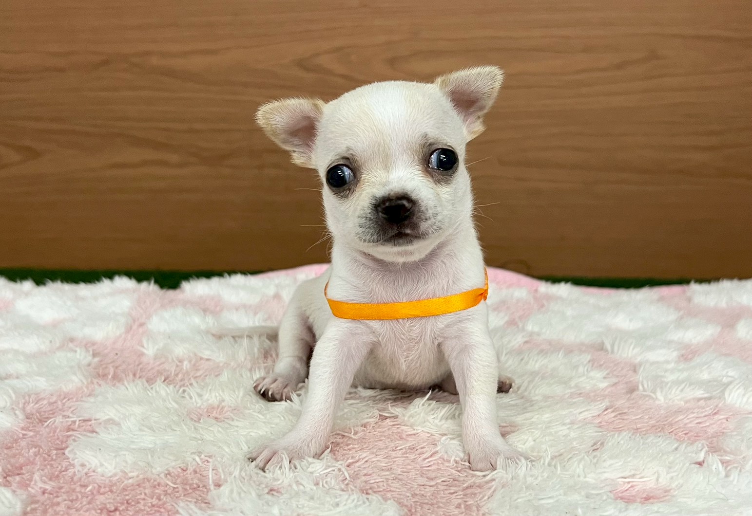 赤ちゃん写真2-1