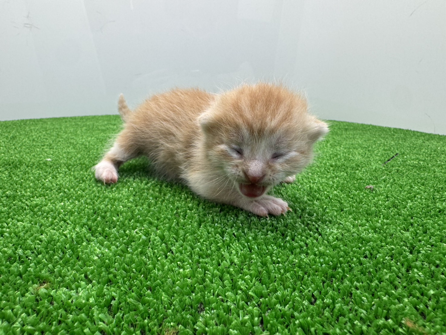 赤ちゃん写真1-1