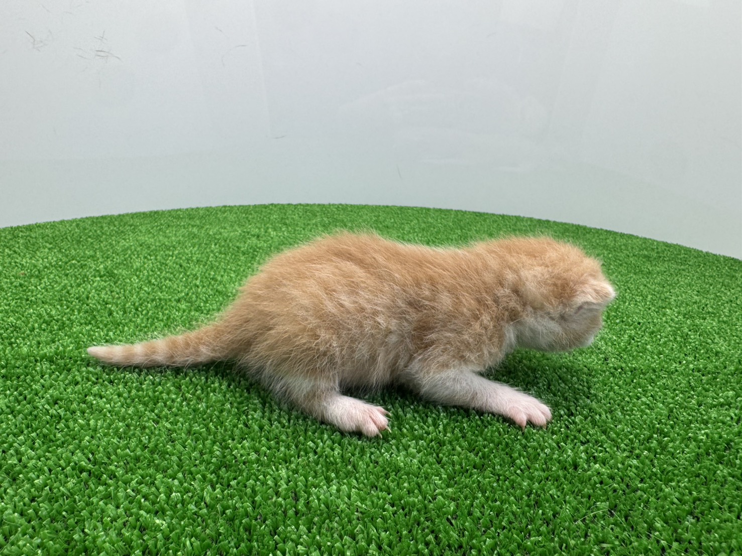 赤ちゃん写真1-2