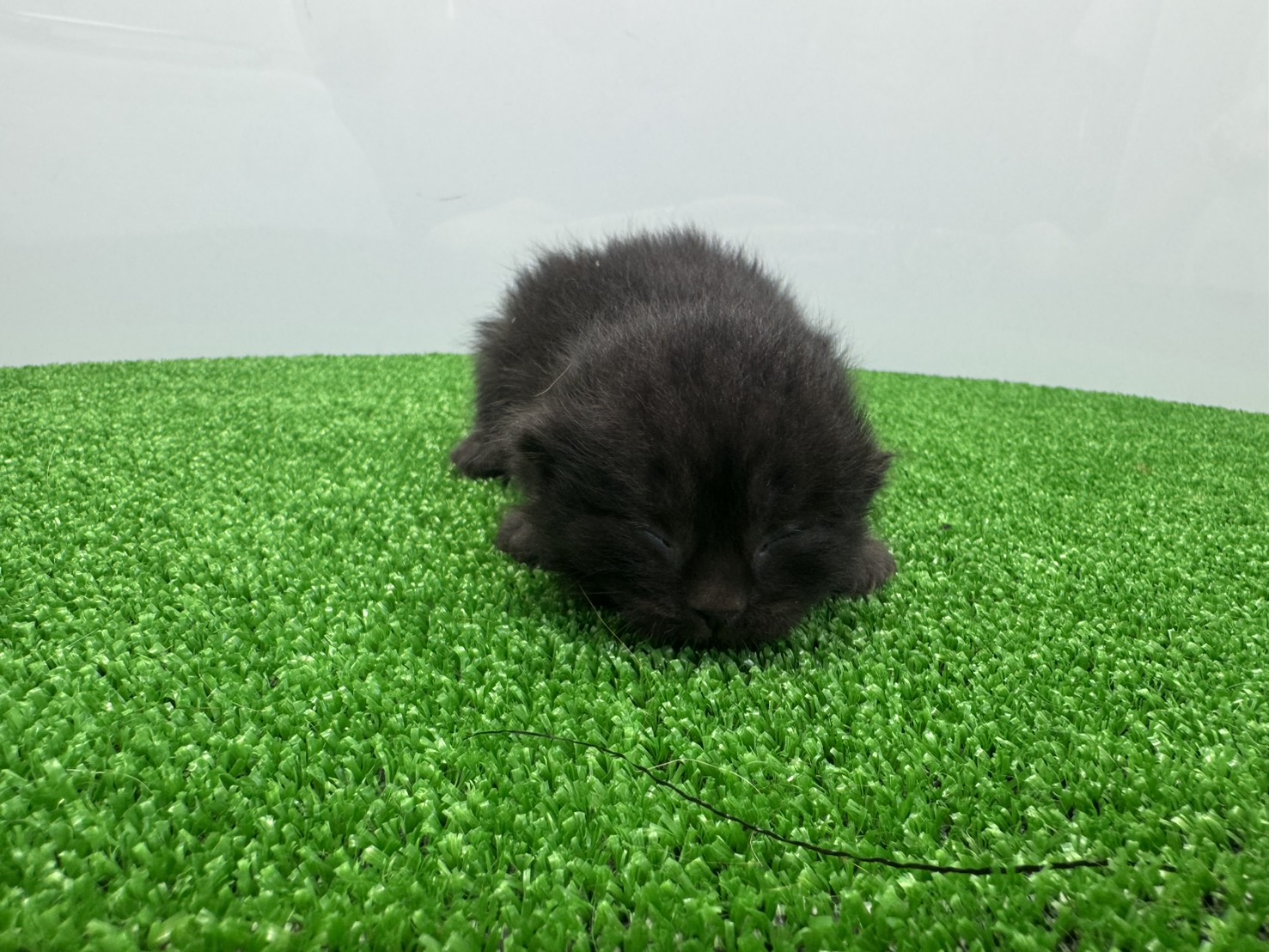 赤ちゃん写真1-1