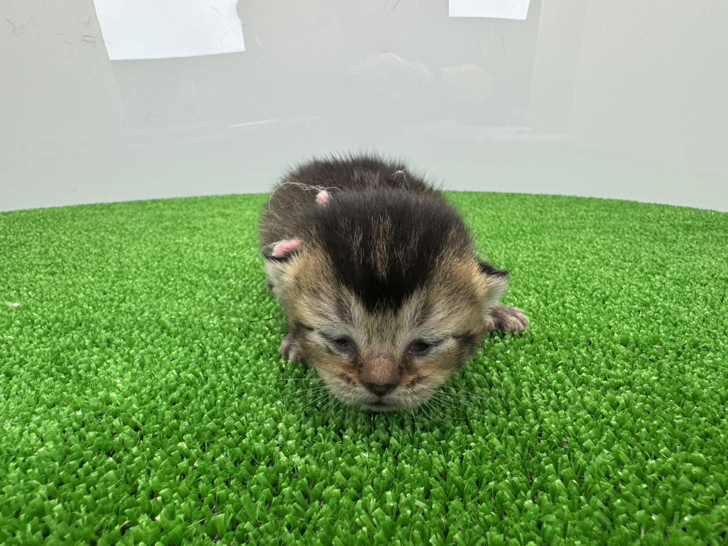 赤ちゃん写真1-1