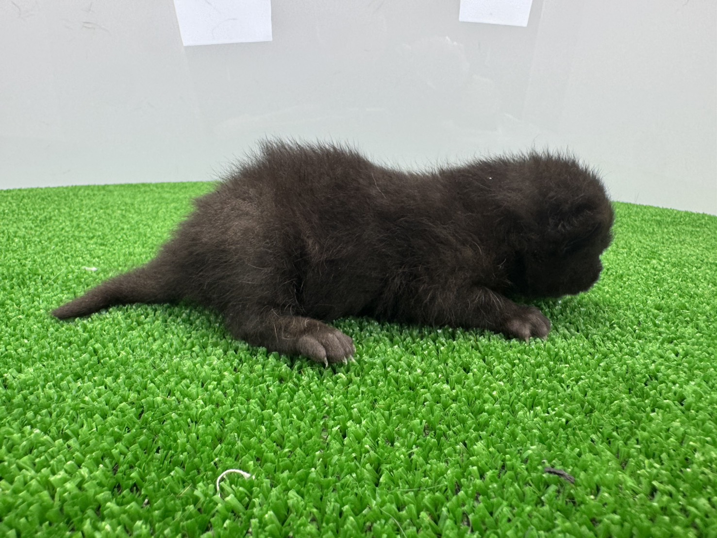 赤ちゃん写真1-2