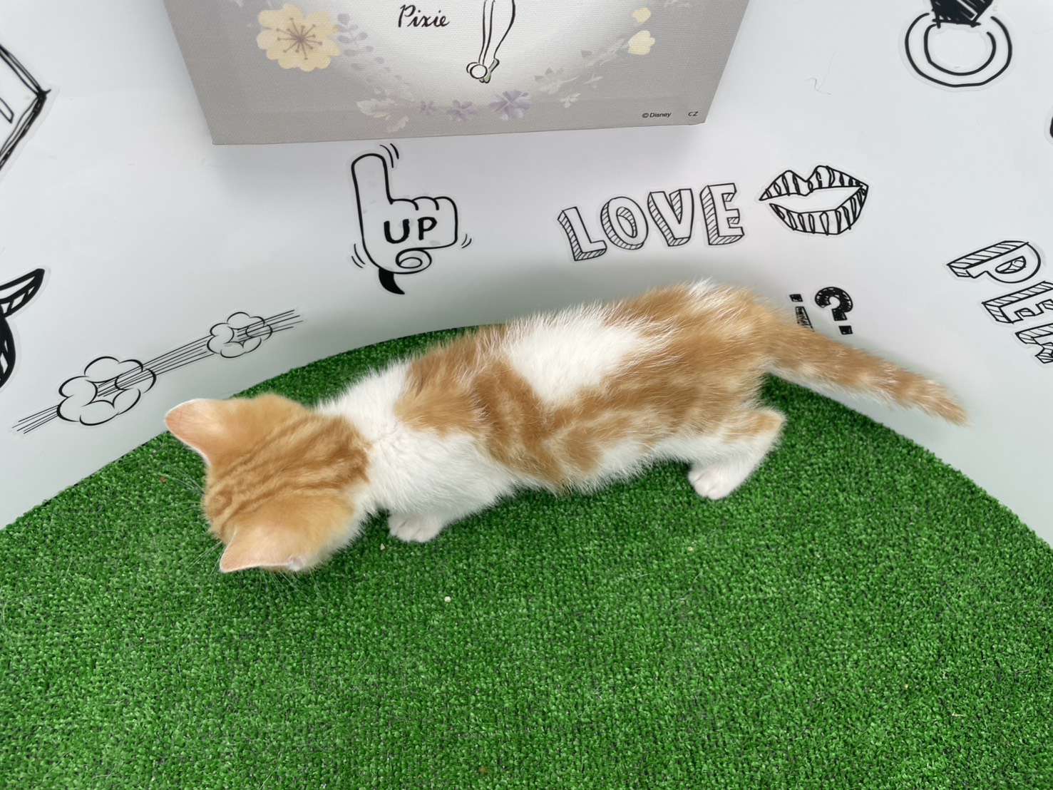 スコティッシュフォールド（立ち耳）の子猫（メス♀） 上越店｜ペット