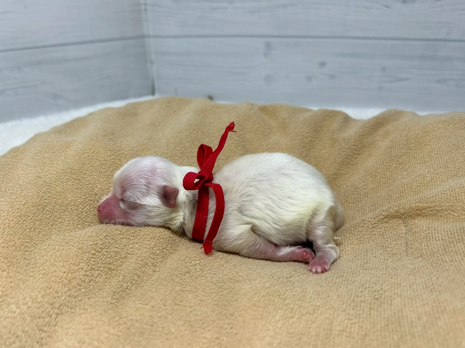 赤ちゃん写真1-2