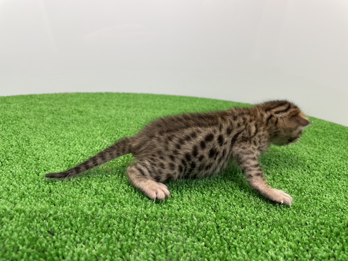 赤ちゃん写真1-2