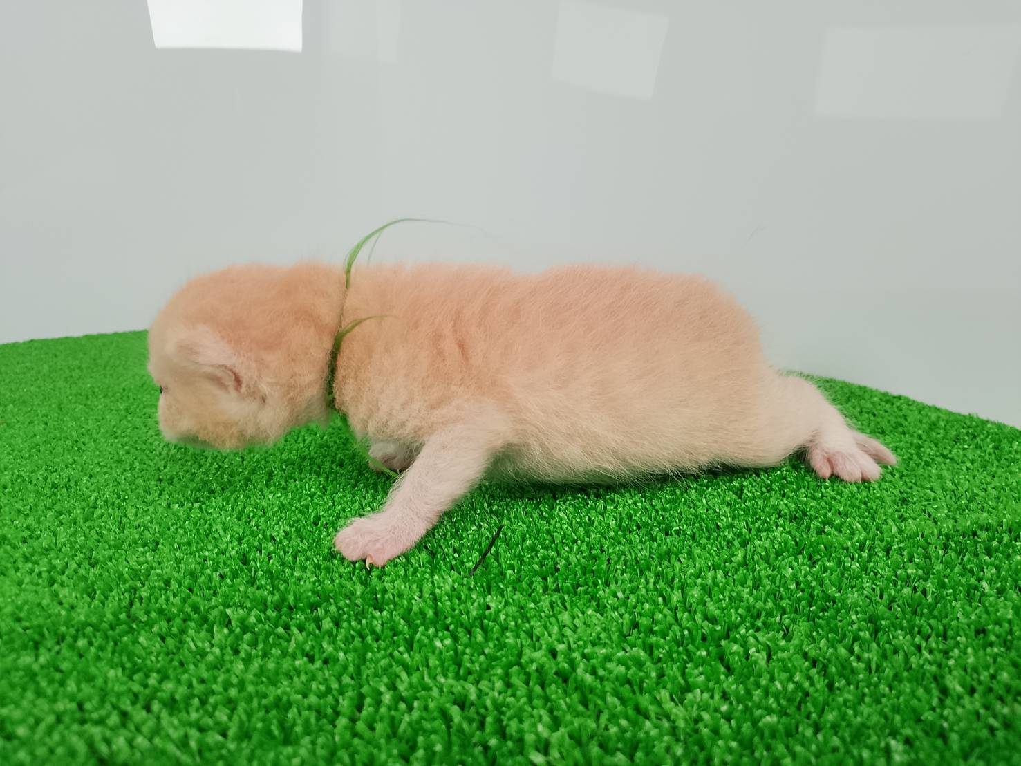 赤ちゃん写真1-2