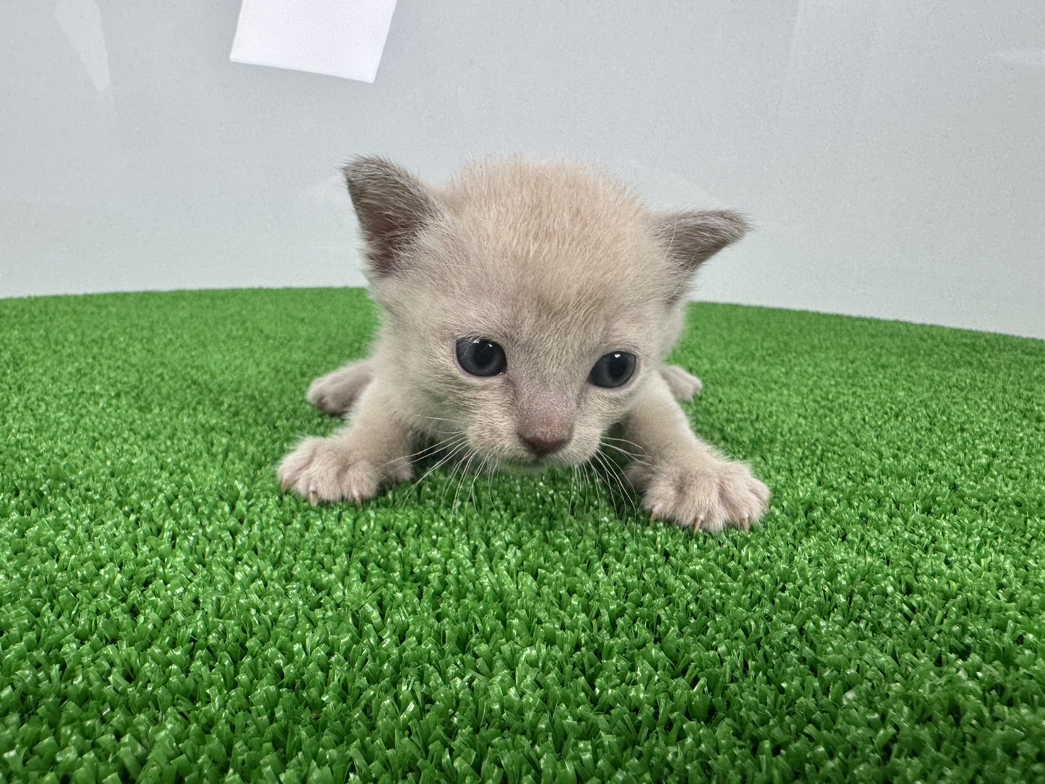 赤ちゃん写真1-1