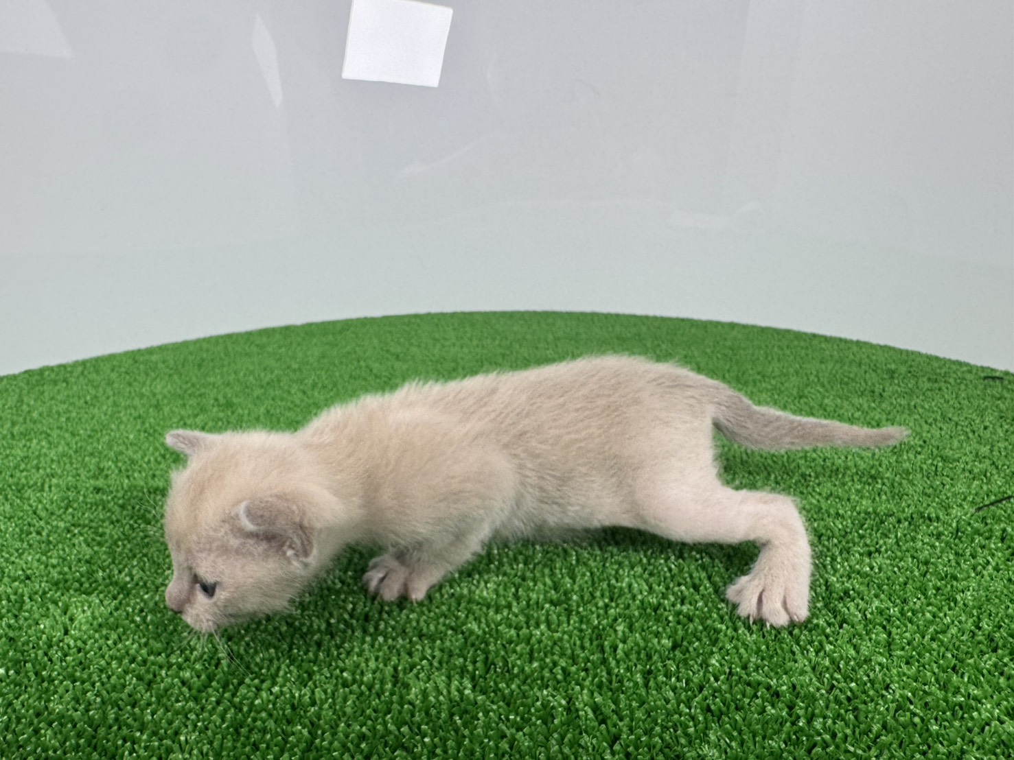赤ちゃん写真1-2