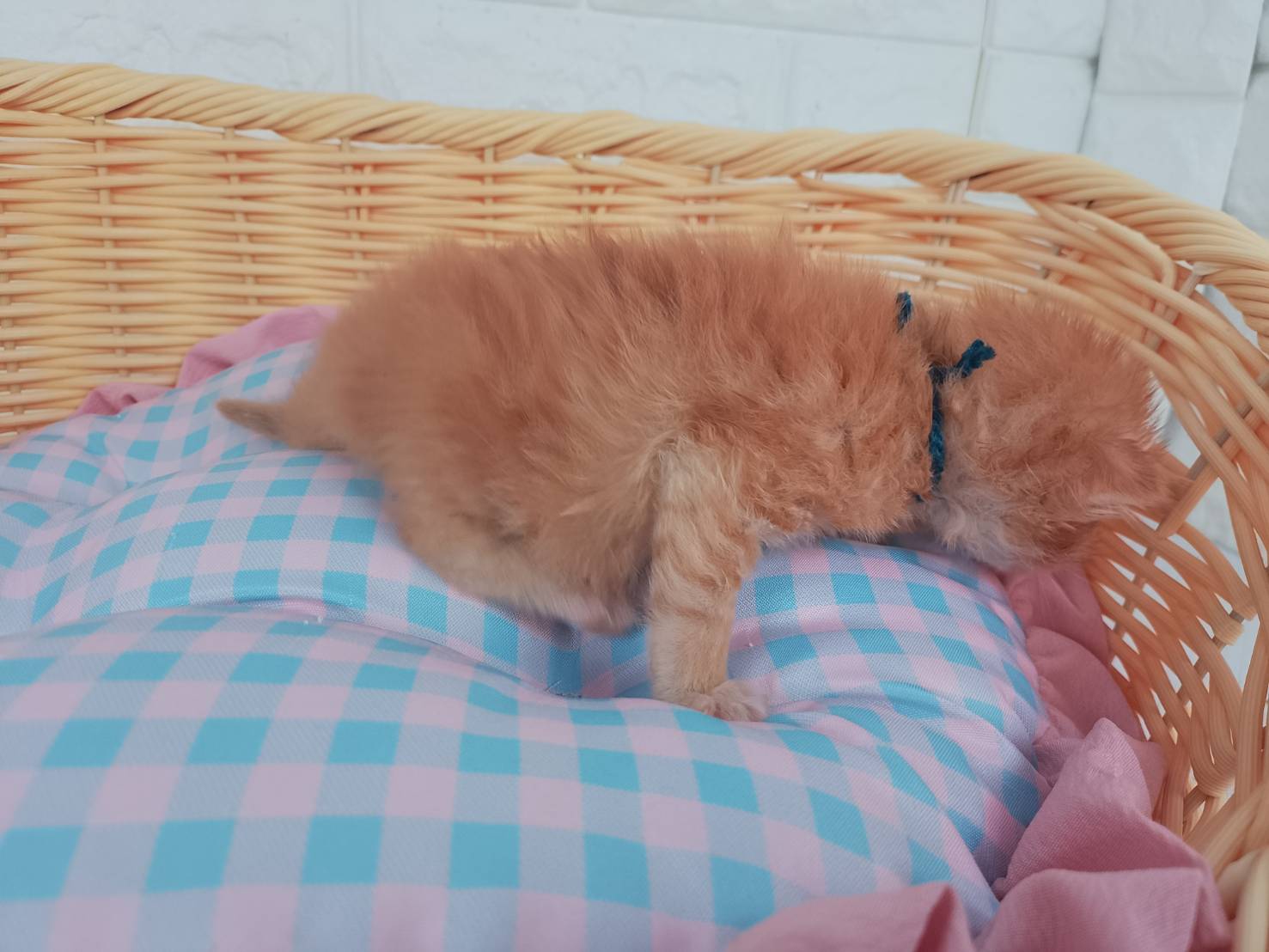 赤ちゃん写真1-2