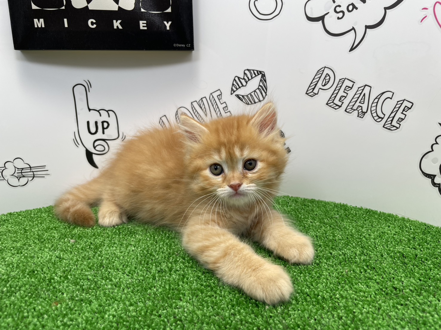 赤ちゃん写真2-1