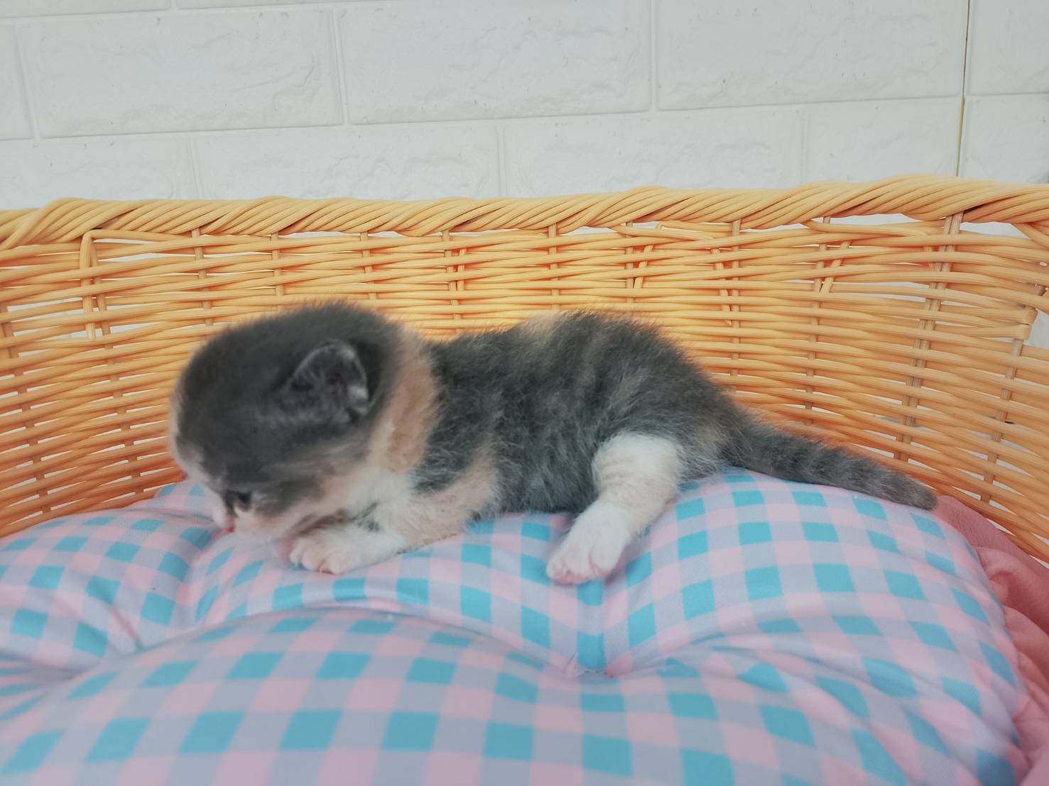 赤ちゃん写真1-2
